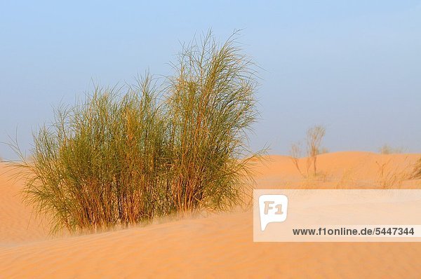 Ehrfurcht  Wüste  Ostasien  Sand  Sahara  Düne  Afrika  Ksar  Tunesien
