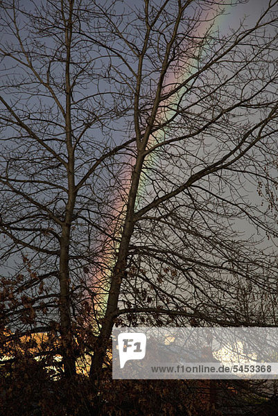 Ein Regenbogen im Rücken eines kahlen Baumes