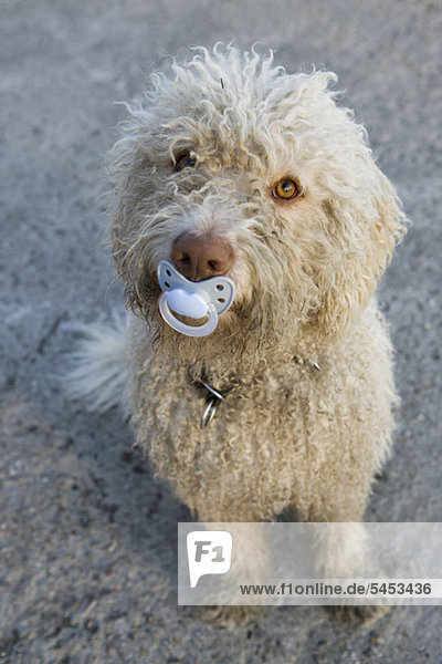 Ein portugiesischer Wasserhund mit einem Schnuller im Mund.