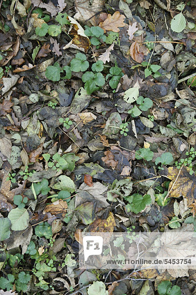 Mischung aus fallenden Blättern auf dem Boden
