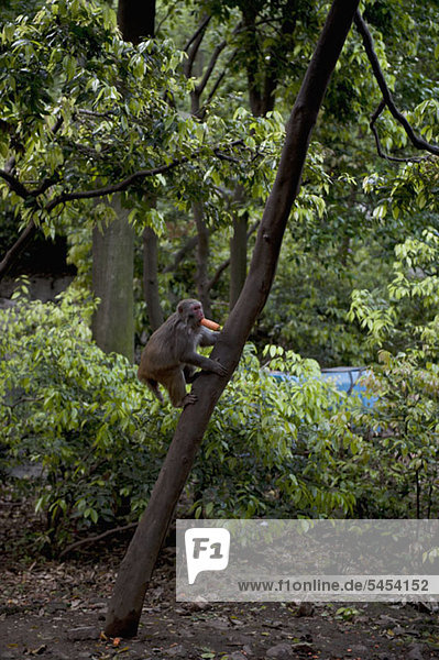 Macaque Affe Kletterbaum mit Karotte im Mund