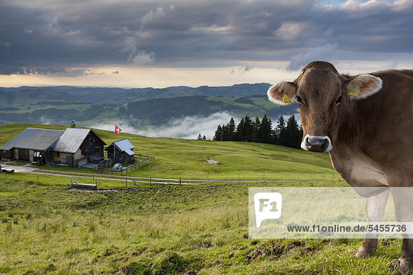 Hausrind Hausrinder Kuh Europa Wolke Milchprodukt Bauernhof Hof Höfe Tal Berg frontal Ansicht unterhalb Kuh Schweiz