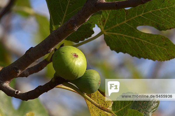 Figs on branch of Fig tree (Ficus)  Ibiza  Balearic Islands  Spain  Europe