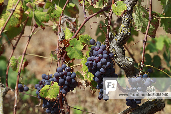 Trauben wachsen an Weinreben  Ibiza  Balearen  Spanien  Europa