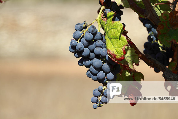 Grapes growing on grapevine  Ibiza  Balearic Islands  Spain  Europe