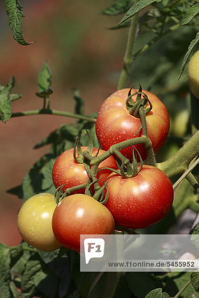 Tomaten (Solanum lycopersicum)  Ibiza  Spanien  Europa