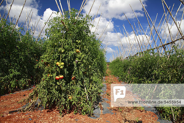 Tomato plantation (Solanum lycopersicum)  Ibiza  Spain  Europe