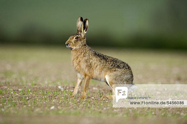Brown Hare (Lepus europaeus)  Norfolk  England  United Kingdom  Europe