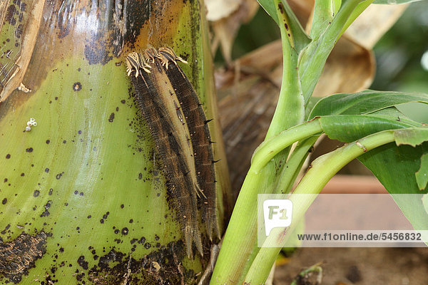 Raupen des Bananenfalters (Caligo memnon) an Bananenstaude  Vorkommen Südamerika