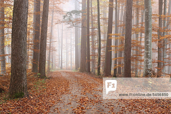 Nebelstimmung im bunten Herbstwald mit Rotbuchen (Fagus sylvatica) und Tannen (Abies procera) im Unterallgäu  Allgäu  Bayern  Deutschland  Europa