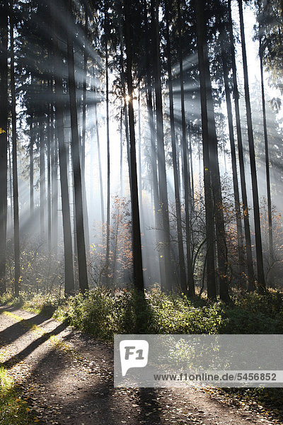 Nebel mit Sonnenstrahlen im Fichtenwald (Picea abies) im Unterallgäu  Allgäu  Bayern  Deutschland  Europa