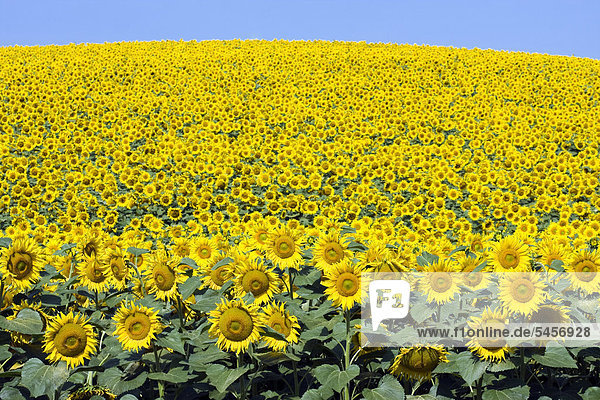 Sonnenblumenfeld  Sonnenblumen (Helianthus annuus)