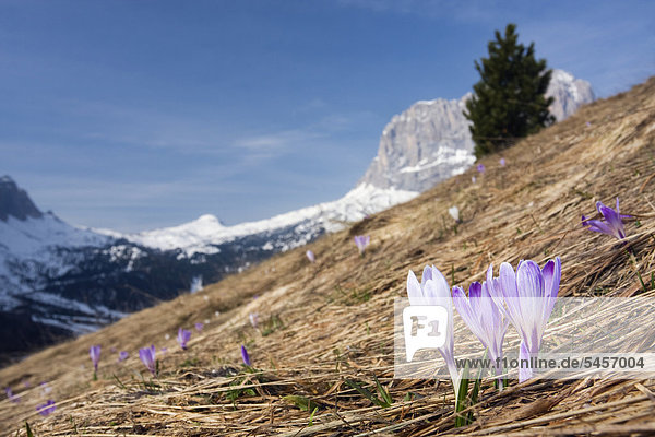 Frühlings-Krokus oder Frühlings-Safran (Crocus albiflorus) und der Gipfel vom Langkofel oder Sassolungo  Dolomiten  Italien  Europa