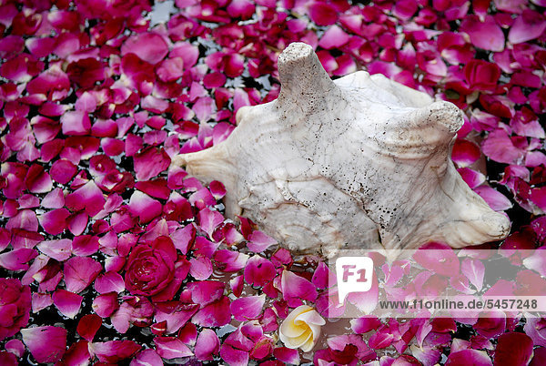 Shell and rose petals Boutique-Hotel House of MG India Asia