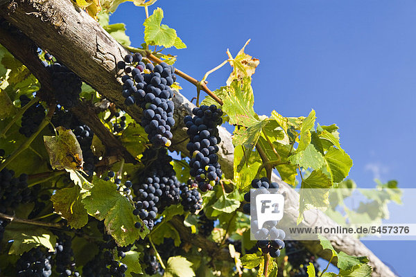 Weintrauben  blaue Trauben  wachsen an Weinlaube  Cevennen  Frankreich  Europa