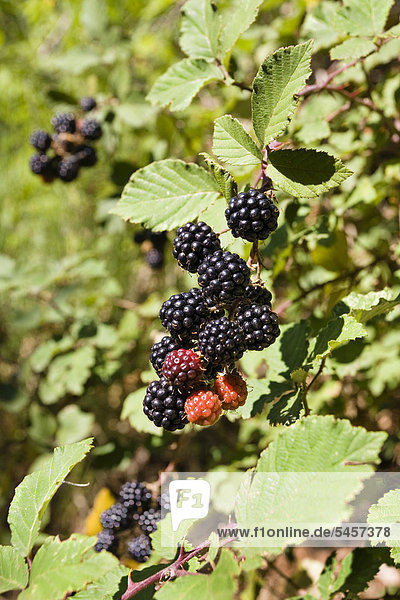 Blackberries (Rubus fruticosus)  Cevennes National Park  France  Europe