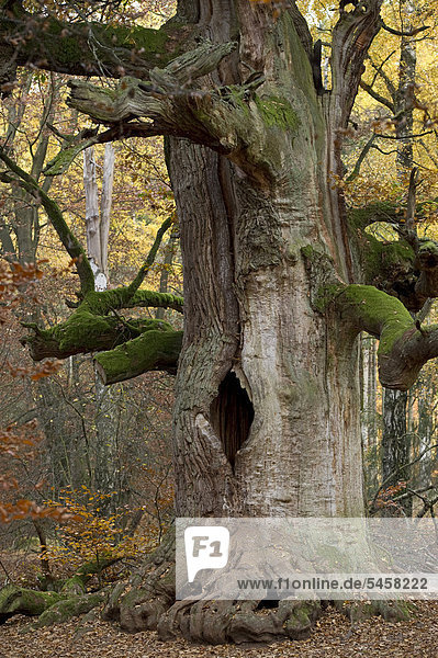 Kamineiche  Eiche (Quercus)  700 Jahre alt  Urwald Sababurg  Reinhardswald  Hofgeismar  Nordhessen  Hessen  Deutschland  Europa