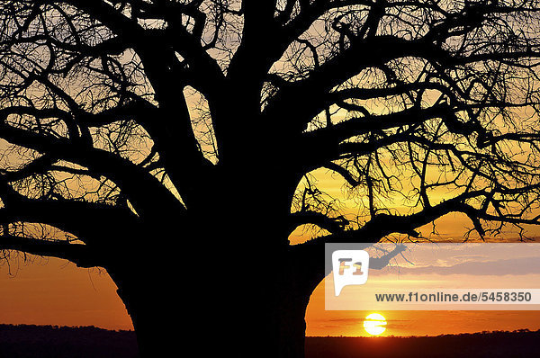 Baobab tree (Adansonia digitata) Tarangire National Park Tanzania Africa
