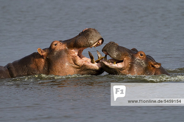 Zwei Nilpferde (Hippopotamus amphibius) kämpfen  Murchison Falls Nationalpark  nördliches Uganda  Afrika