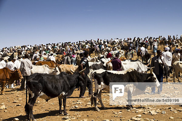 Cattle market  Aksum  Ethiopia  Africa