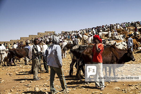 Cattle market  Aksum  Ethiopia  Africa