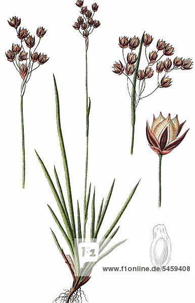 Southern Wood-Rush (Luzula forsteri)  medicinal plant  useful plant  chromolithograph  1876
