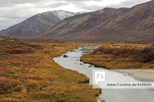 Farbaufnahme Farbe Fluss Laub Bach Nebenfluß Yukon Kanada