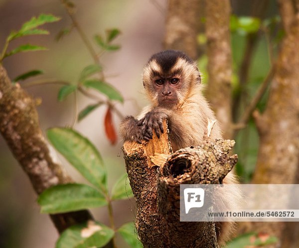 Monkey sitzen auf Zweig