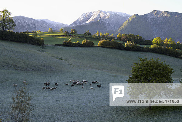 Schafsherde im Morgentau im Nationalpark Oberösterreichische Kalkalpen  nähe Windischgarsten  Österreich  Europa
