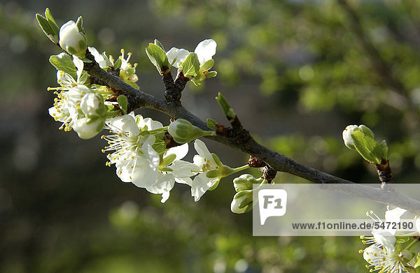 Zwetschgenblüten (Prunus sp.)