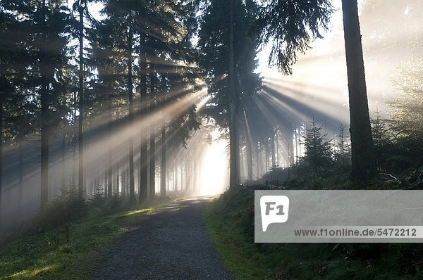 Sonnenstrahlen durchdringen den Morgennebel im Wald  Feldberg im Taunus  Hessen  Deutschland  Europa
