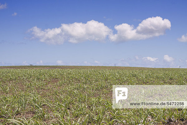 Green sugarcane field during summertime on the tropical island of Mauritius  Africa