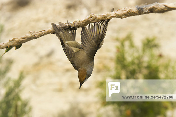 Blackcap (Sylvia atricapilla)  illegally trapped on limestick for use as ambelopulia  Cyprus