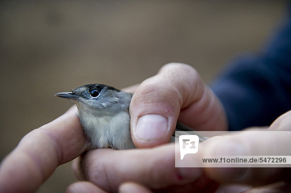 An officer from the British Sovereign Base Area Police anti trapping unit at Dekeleia  holding a Blackcap (Sylvia atricapilla) rescued from a trapper's mist net  Cyprus