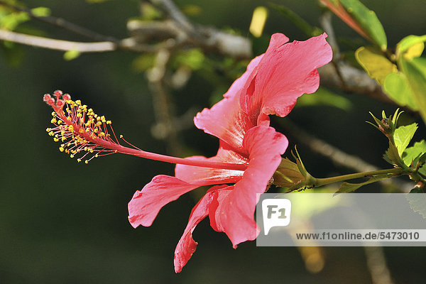 Pink hibiscus (Hibiscus clayi) Chapada Diamantina Bahia Brazil South America