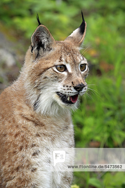 Eurasischer Luchs oder Nordluchs (Lynx lynx)  Portrait  weiblich  adult  Montana  USA  Nordamerika