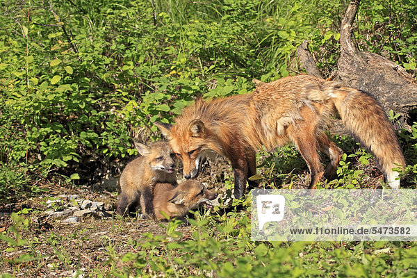 Red Foxes (Vulpes vulpes)  mother and pup  ten weeks  at the den  Montana  USA  North America