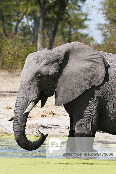 Afrikanischer Elefant (Loxodonta africana)  Savuti-Kanal  Linyanti  Botsuana  Afrika
