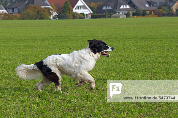 Laufende Landseer Hündin (Canis lupus familiaris)