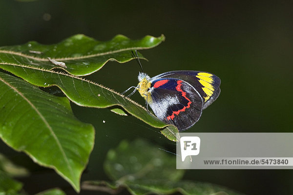 Tropical butterfly  Black Jezebel (Delias nigrina)  rainforest  Atherton Tablelands  Queensland  Australia