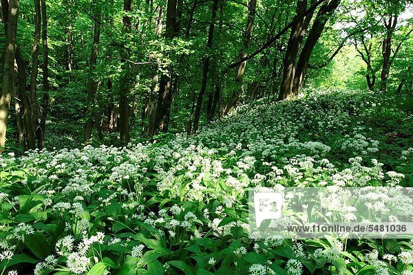 Laubwald Blume ungestüm Knoblauch Lauch Slowakei