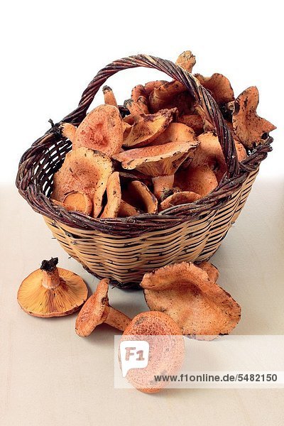 Basket full of Saffron milk cap  Red pine mushroom  pinetell  níscalo Lactarius deliciosus   Catalonia  Spain  Europe