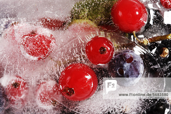 Waldfrüchte im Eisblock eingefroren  Heidelbeeren  Blauberen  Johannisbeeren
