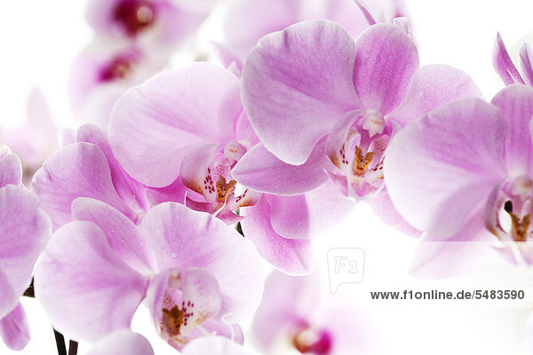 Pinkfarbene Orchideen (Orchidaceae)