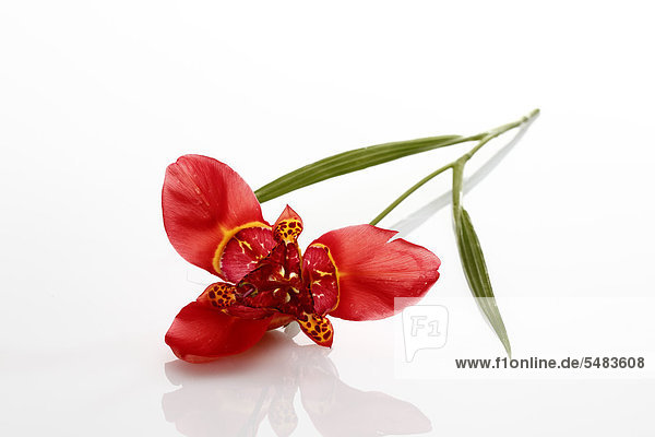 Tigerlilie (Lilium lancifolium)