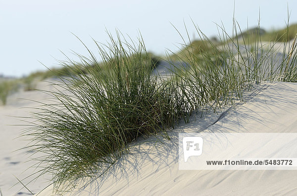 Gewöhnlicher Strandhafer (Ammophila arenaria) auf dem Kniepsand  Sandbank  Nordseeinsel Amrum  Kreis Nordfriesland  Schleswig-Holstein  Deutschland  Europa