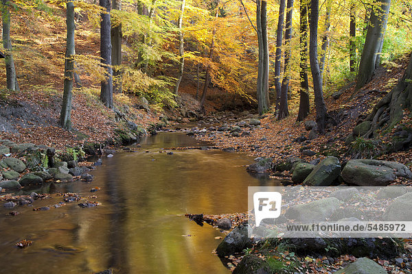 Fluss Ilse im Herbst  Ilsetal  Ilsenburg  Landkreis Harz  Nationalpark Harz  Sachsen-Anhalt  Deutschland  Europa  ÖffentlicherGrund