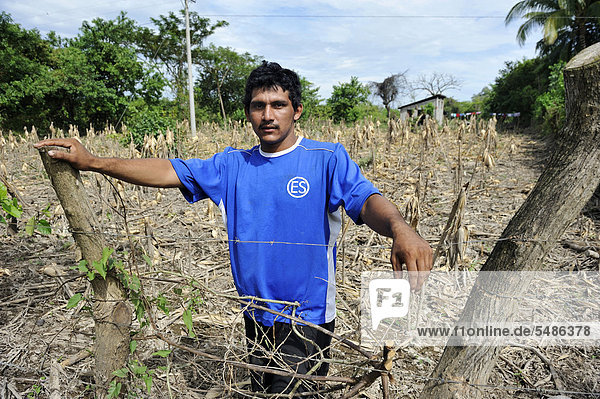Mais Zuckermais Kukuruz Kornfeld Maisfeld stehend Unglück Nutzpflanze Mittelamerika Vernichtung lateinamerikanisch Flut 40 El Salvador Oktober