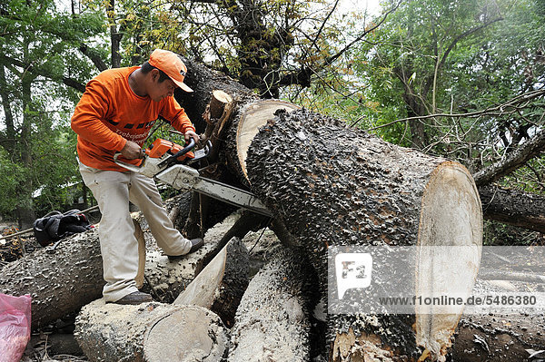 Workers trying to remove a large tree trunk that fell on the road in the flood disaster of October 2011  El Angel  Jiquilisco  Bajo Lempa  El Salvador  Central America  Latin America