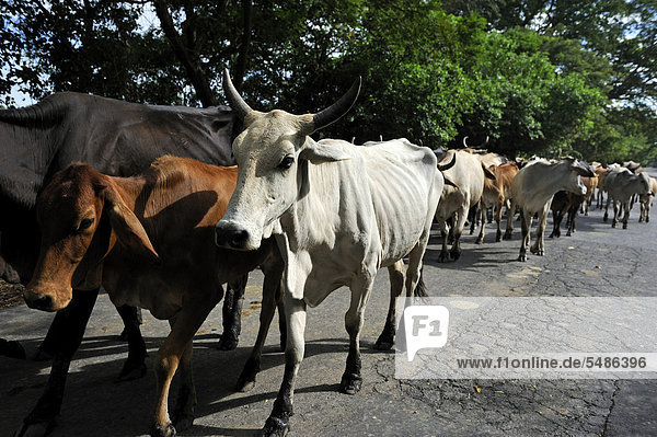 Herd of cows in the street  El Angel  Bajo Lempa  El Salvador  Central America  Latin America